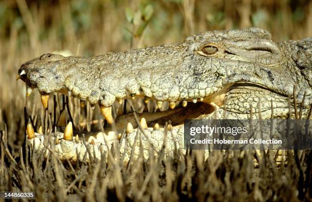 Head of Nile Crocodile