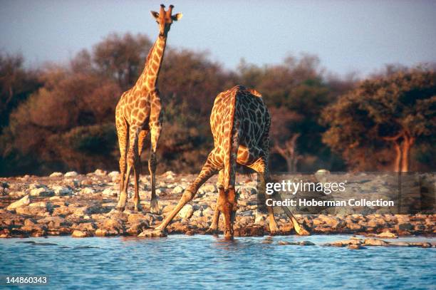 Two Giraffes Drinking, Kgalagadi Transfrontier Park, South Africa