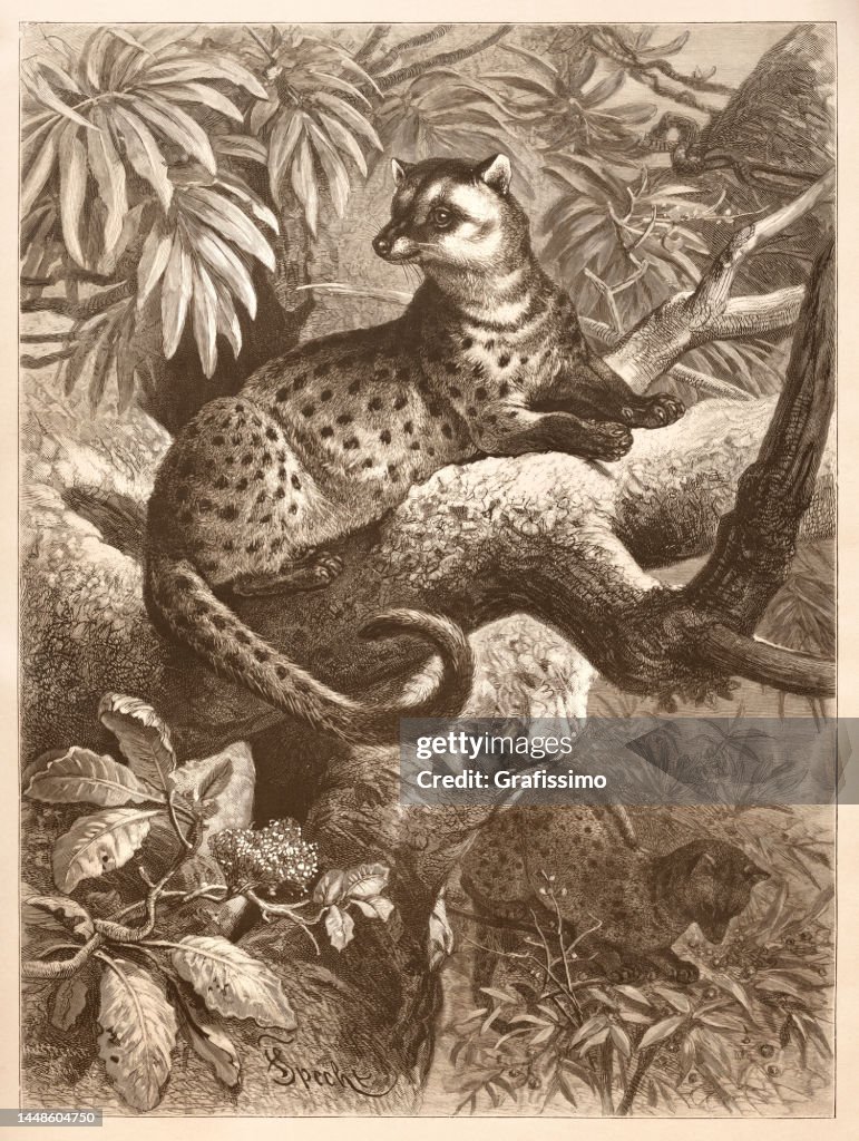 Civit cat or meerkat in the forest illustration