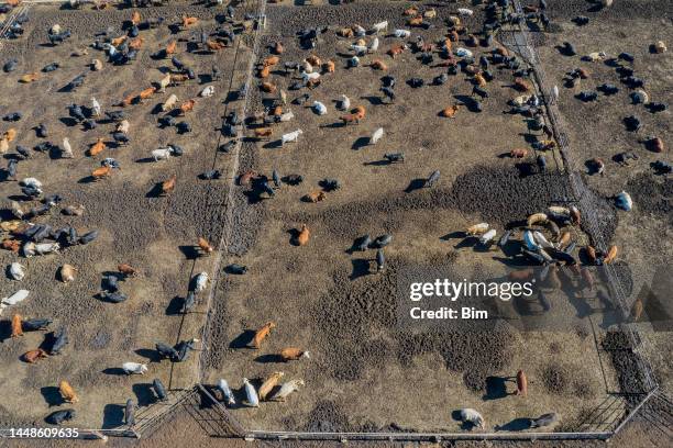 beef cattle farm, bird's eye view, usa - cow eye stock pictures, royalty-free photos & images