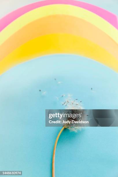 wishing dandelion under whimsical rainbow - wunsch stock-fotos und bilder