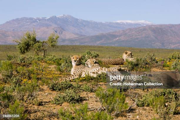 Cheetahs, Inverdoorn Game Reserve, near Ceres, Western Cape