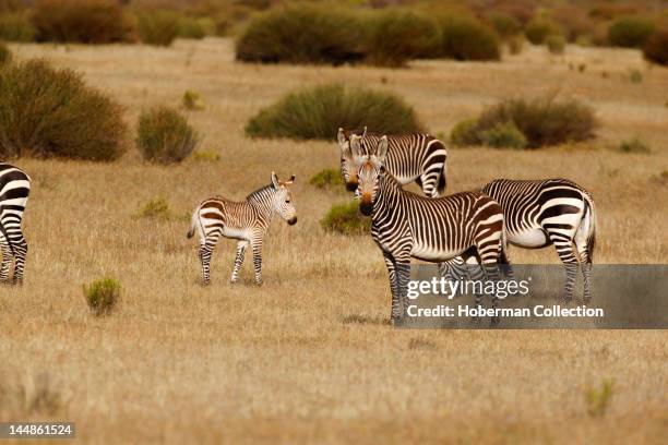 Cape Mountain Zebra