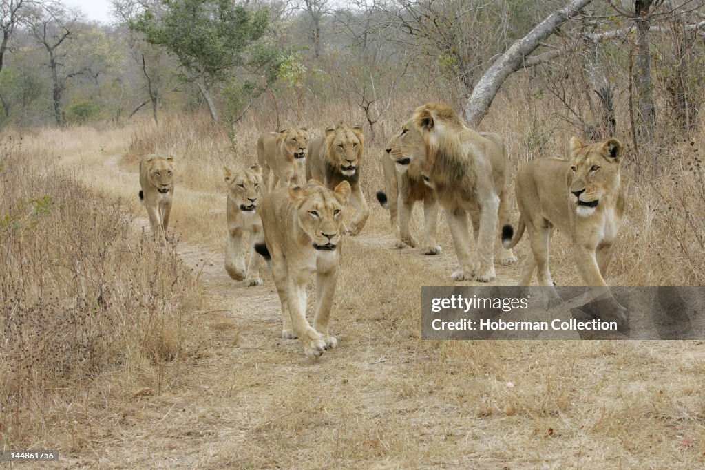 Pride of Lions, Kirkmans Camp Safari Lodge, Mala Mala, Kruger National Park, South Africa, Africa