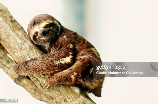 Three-Toed Sloth, Amazon, Brazil, South America