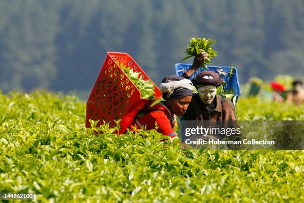 Tea Pickers, Magwa Tea Plantation