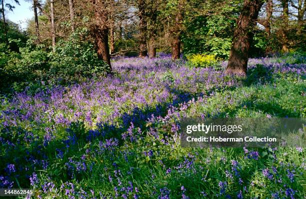 Field of Bluebells at Kew Gardens, England, United Kingdom