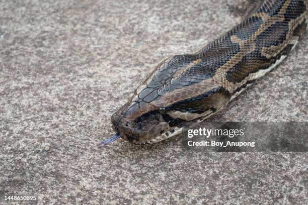 head of burmese python while crawling on the cement floor. python is a genus of nonvenomous snakes. - tijgerpython stockfoto's en -beelden