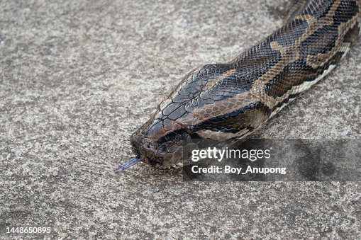 Python Genus Head Of Burmese Python While Crawling On The Cement Floor Python Is A ...