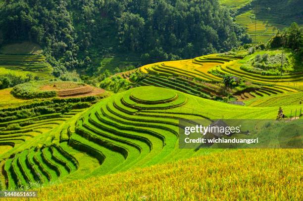 campo de arroz terraços em mu cang chai, vietnã - mù cang chải - fotografias e filmes do acervo