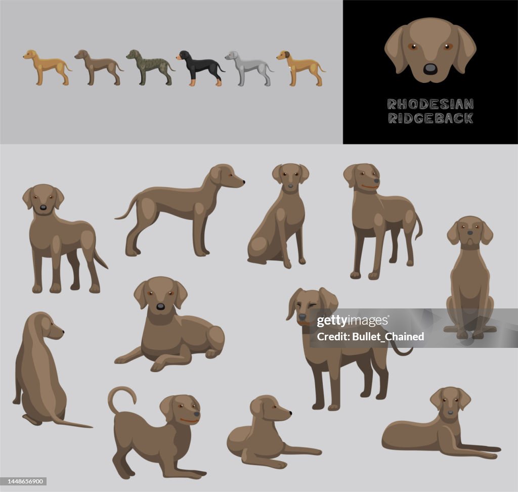 Animated Rhodesian Ridgeback Dog Rhodesian Ridgeback Red Wheaten Coat Cartoon Vector Illustration ...