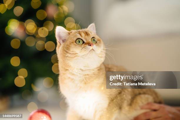 christmas cat smelling around. pet care and adoption. red tubby cute curious cat looking and smelling around against blurred light christmas tree - adopción de mascotas fotografías e imágenes de stock