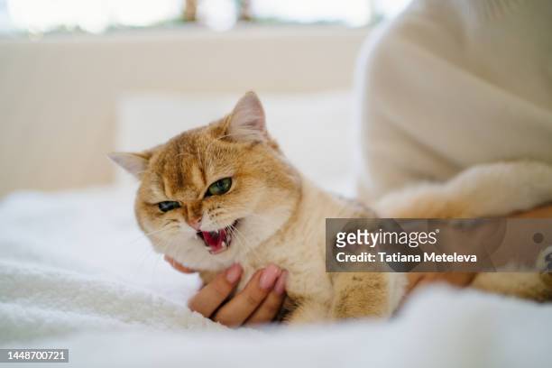 cat injury and pain. cropped woman hands embracing red cat in bed. - snarling stockfoto's en -beelden
