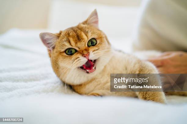 ginger cat growling and meowing with open mouth lying in white bed - ニャーニャー鳴く ストックフォトと画像