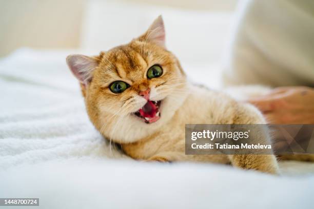 ginger cat growling and meowing with open mouth lying in white bed - miauwen stockfoto's en -beelden