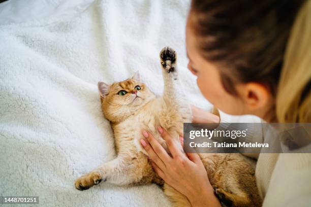 playing, raising its paws and fighting with ginger cat in bed. high angle view - orange cat stockfoto's en -beelden