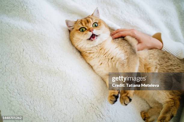 close up ginger cat meowing, looking at camera and playing with female hands in unmade bed - ニャーニャー鳴く ストックフォトと画像