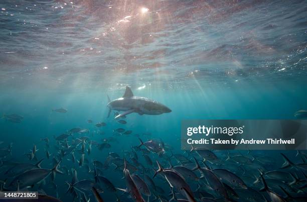 juvenile great white shark - great white shark stock pictures, royalty-free photos & images