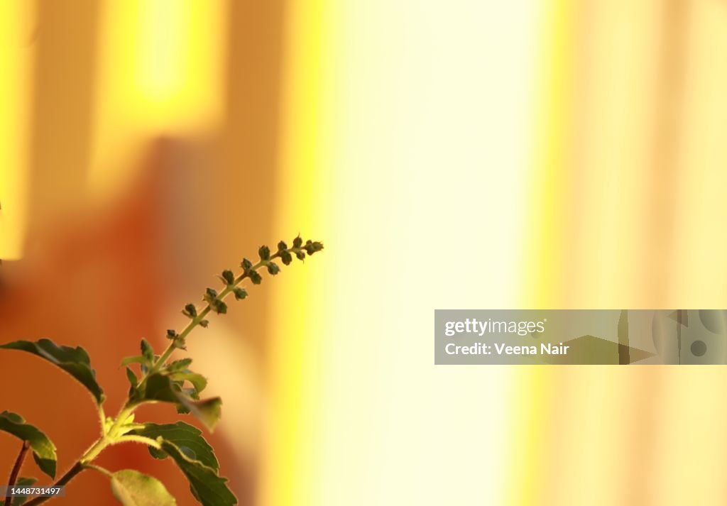 Holy Basil plant with seeds/Tulsi in the morning light/Home garden