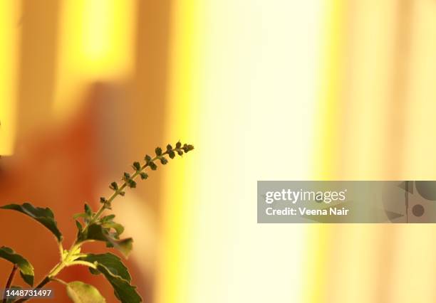 holy basil plant with seeds/tulsi in the morning light/home garden - ahmedabad stock pictures, royalty-free photos & images