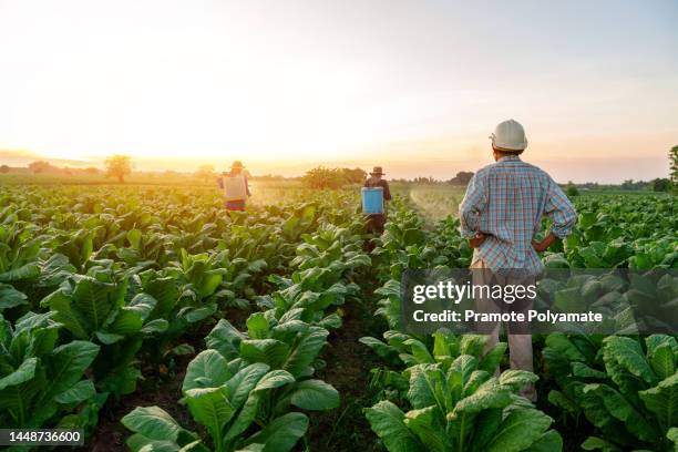 the foreman of labor is in control fertilizing or spraying pesticides on growing tobacco fields. tobacco plant growth care. - farmer fertilizer stock pictures, royalty-free photos & images