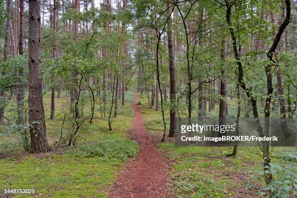 hiking trail leads through a coniferous forest, pines (pinus), suedheide nature park park, lueneburg heath, lower saxony, germany - coniferous stock illustrations