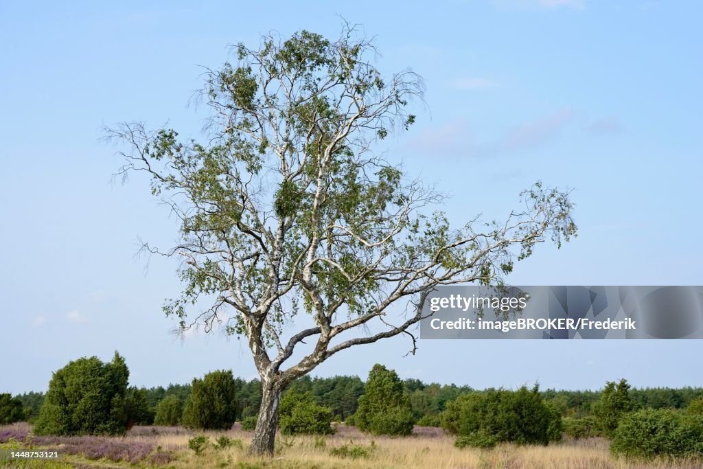 Heathland, juniper forest Schmarbeck, birch (Betula), common juniper (Juniperus communis) and flowering common heather (Calluna Vulgaris), blue cloudy sky, South Heath nature park Park, Lueneburg Heath, Lower Saxony, Germany
