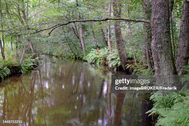 typical flowing watercourse, river oertze with alder marsh, suedheide nature park park, lueneburg heath, lower saxony, germany - heather stock illustrations