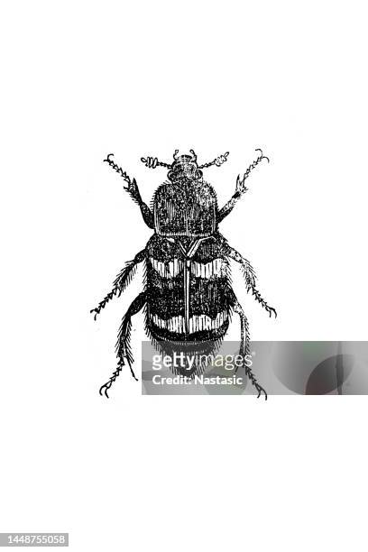 burying beetle (nicrophorus vespillo) - burying stock illustrations