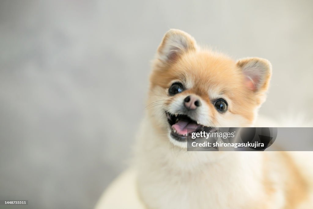 Pomeranian, cute pet dog.