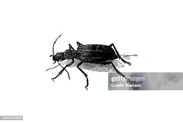 bombardier beetle - beetle stock illustrations