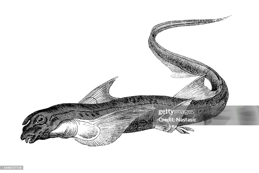 Rabbit fish (Chimaera monstrosa)