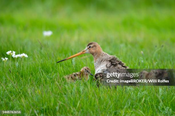 black-tailed godwit (limosa limosa) humming young birds in wet meadow, lake duemmer, ochsenmoor, huede, lower saxony, germany - grutto stockfoto's en -beelden