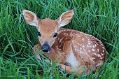Young Spotted Fawn