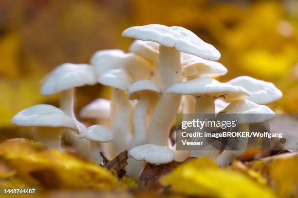 53 Mushrooms Hygrophorus Stock Photos, HighRes Pictures, and Images