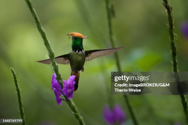 flying rufous-crested coquette (lophornis delattrei), manu national park cloud forest, peru - manu stock illustrations