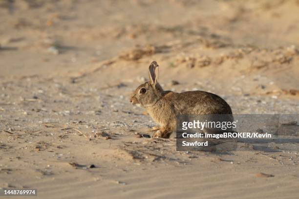 rabbit (oryctolagus cuniculus) adult animal on a sandy beach, norfolk, england, united kingdom - konijn stockfoto's en -beelden