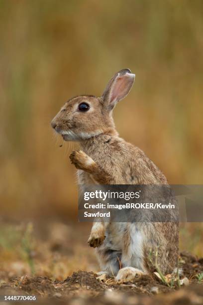 rabbit (oryctolagus cuniculus) adult animal portrait, norfolk, england, united kingdom - konijn dier stockfoto's en -beelden