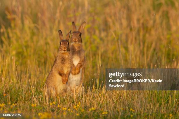 rabbit (oryctolagus cuniculus) two adult animals standing on grassland, suffolk, england, united kingdom - konijn stockfoto's en -beelden