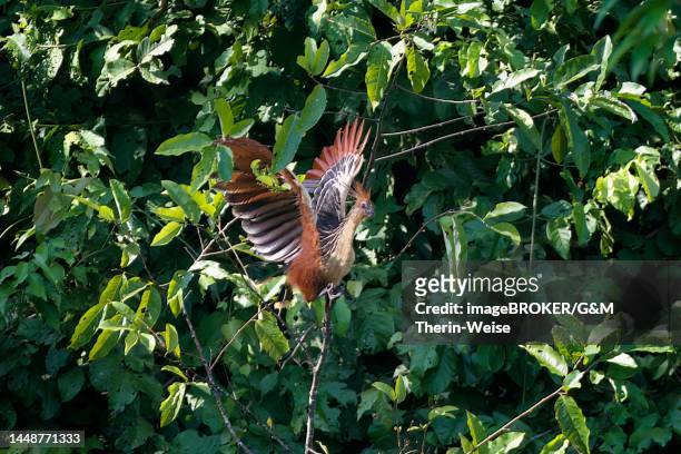hoatzin (opisthocomus hoazin) or andean coot in flight, manu national park cloud forest, peru - manu stock illustrations