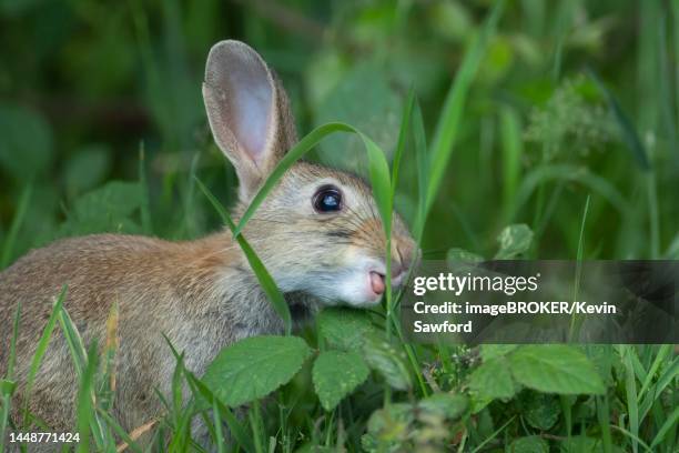 rabbit (oryctolagus cuniculus) adult animal feeding on grassland, suffolk, england, united kingdom - konijn stockfoto's en -beelden