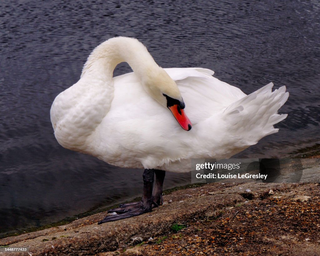 Beautiful white swan