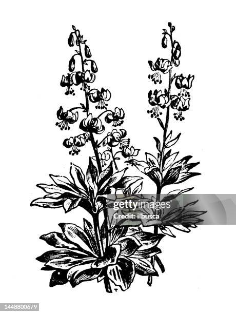 antique engraving illustration: martagon lily - lilium martagon stock illustrations