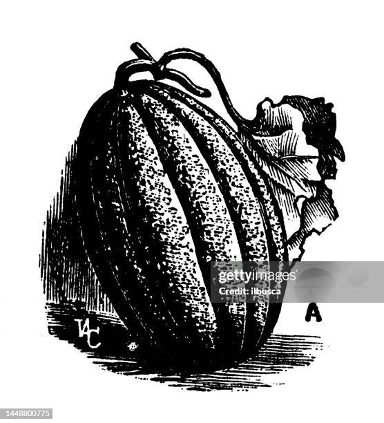 antique engraving illustration: melon - melon isolated stock illustrations