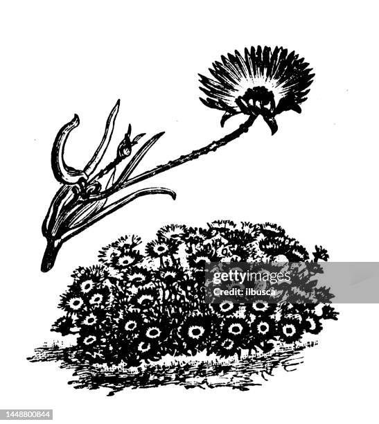 ilustraciones, imágenes clip art, dibujos animados e iconos de stock de ilustración de grabado antiguo: mesembryanthemum - aptenia cordifolia