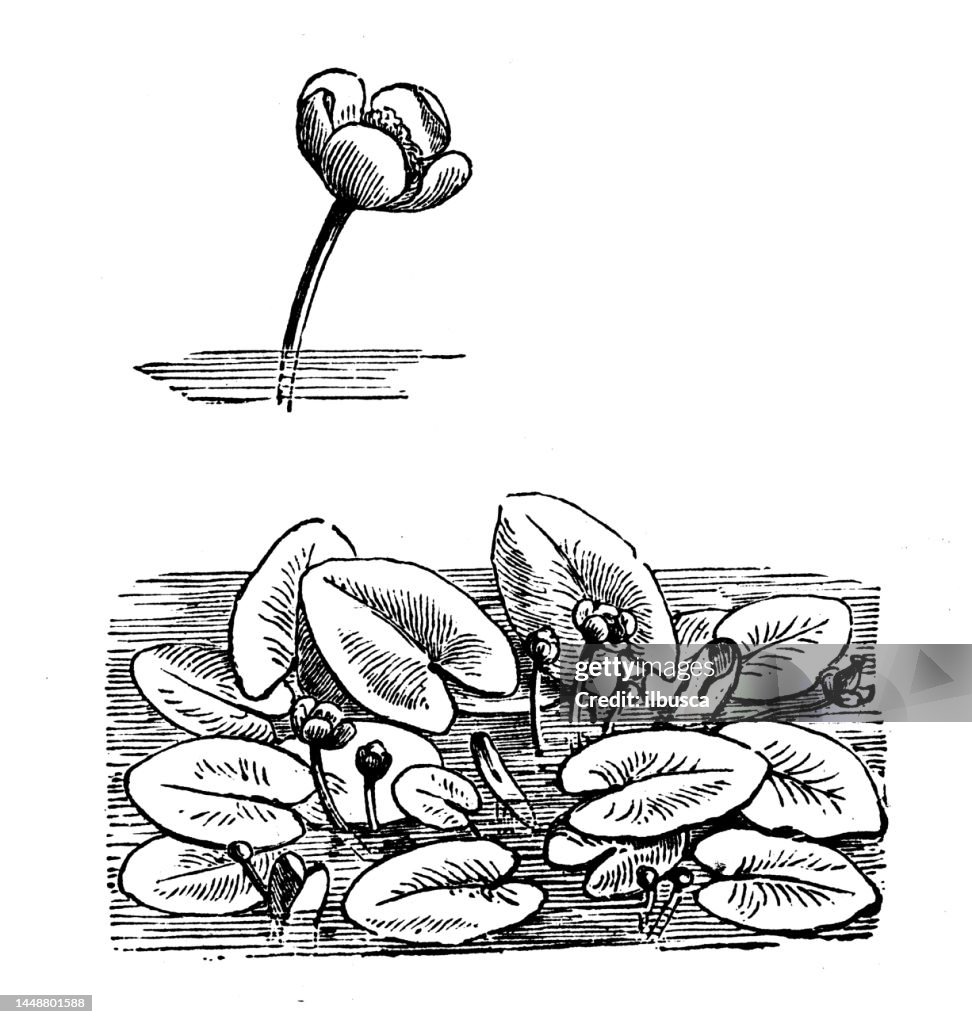 Antique engraving illustration: Nuphar Luteum, Yellow water lily