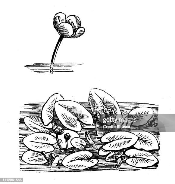 antique engraving illustration: nuphar luteum, yellow water lily - yellow water lily stock illustrations