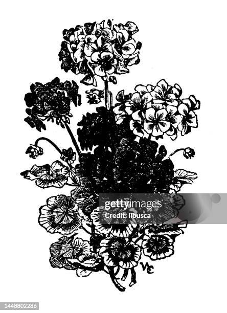 antique engraving illustration: zonal pelargoniums - pelargonium stock illustrations