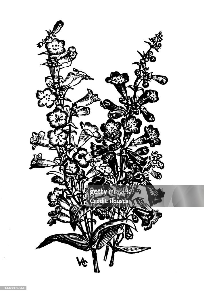 Antique engraving illustration: Penstemons
