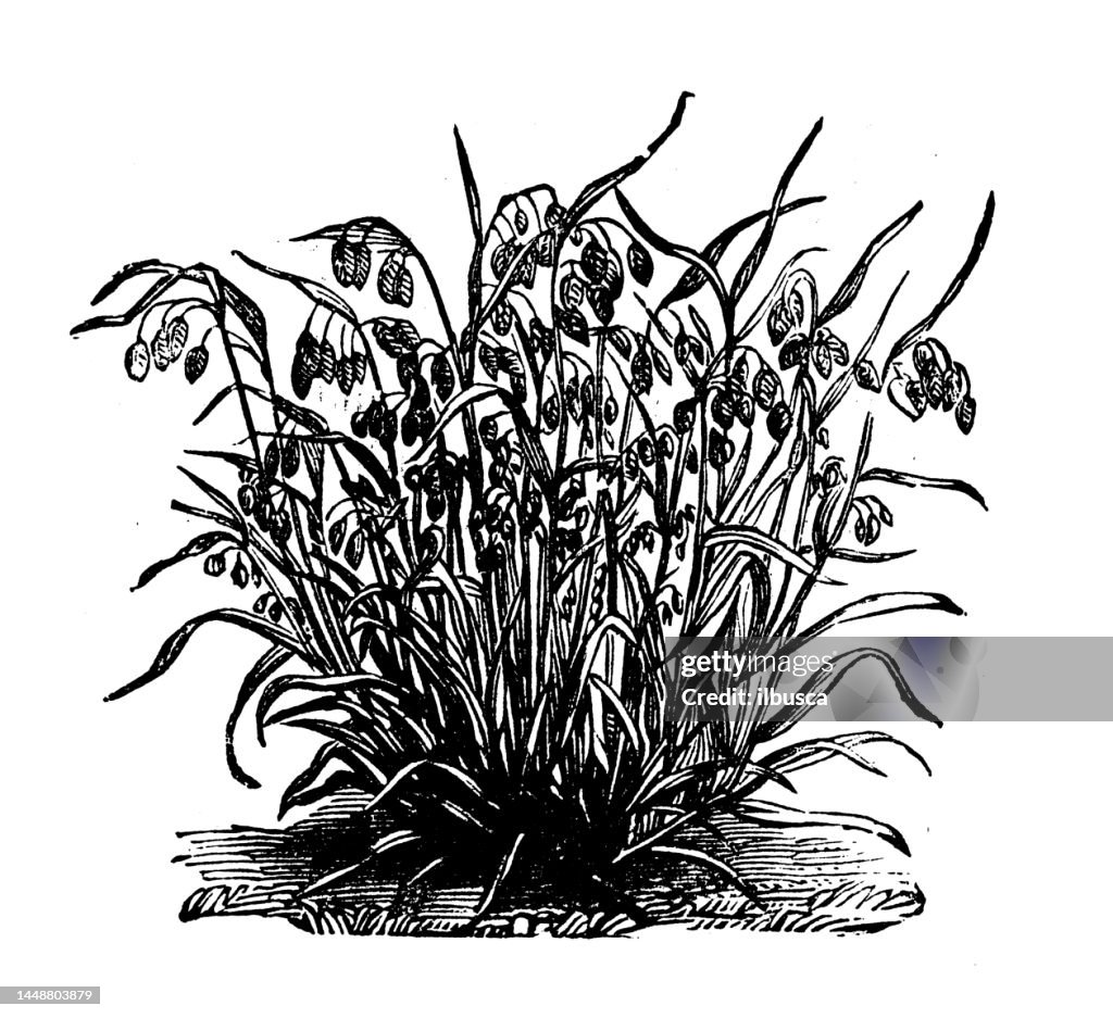 Antique engraving illustration: Quaking grass